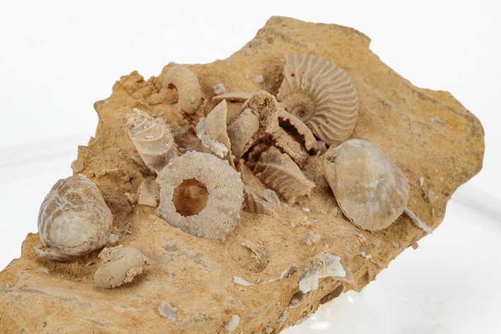 Miniature Fossil Cluster (Ammonites, Brachiopods) - France #219957